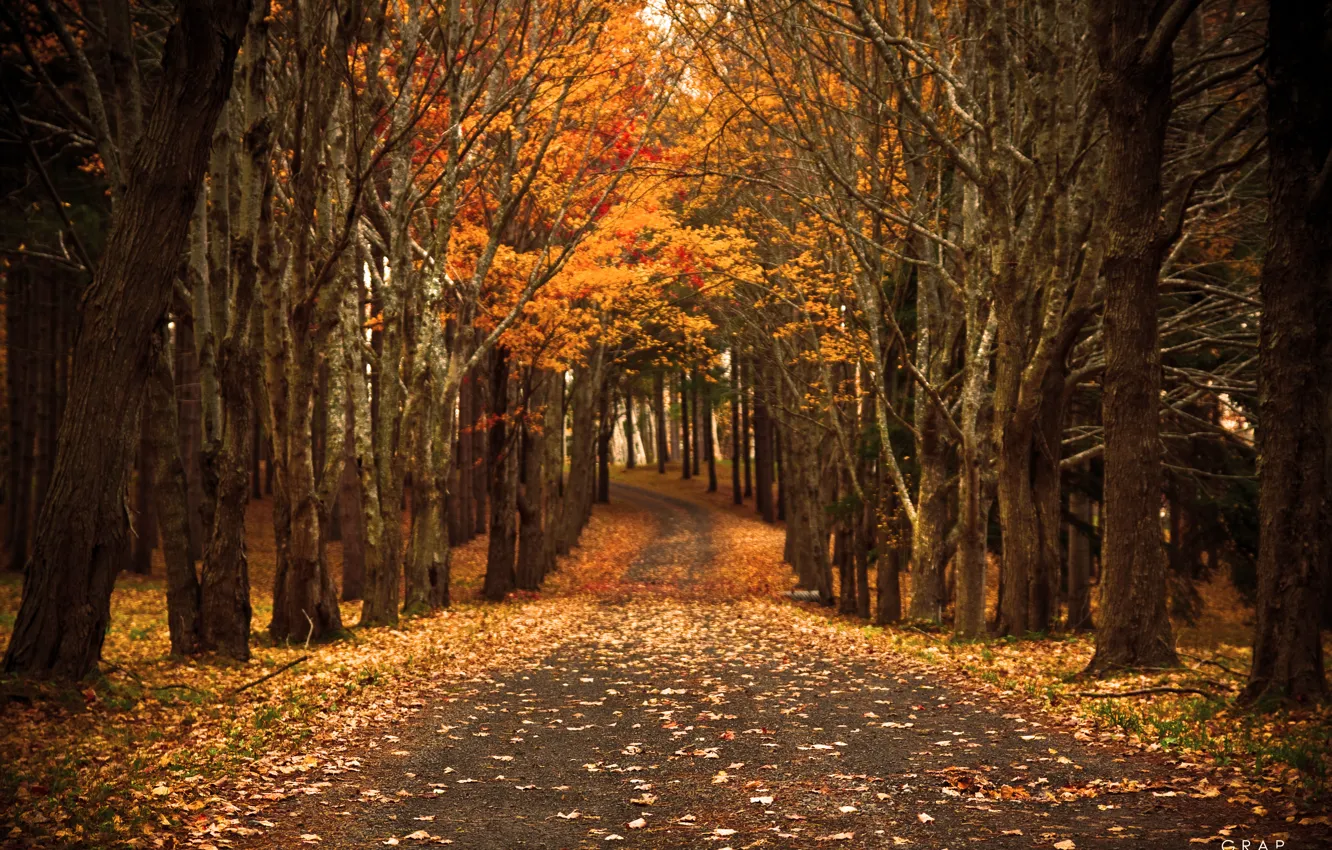 Фото обои дорога, осень, природа, листва