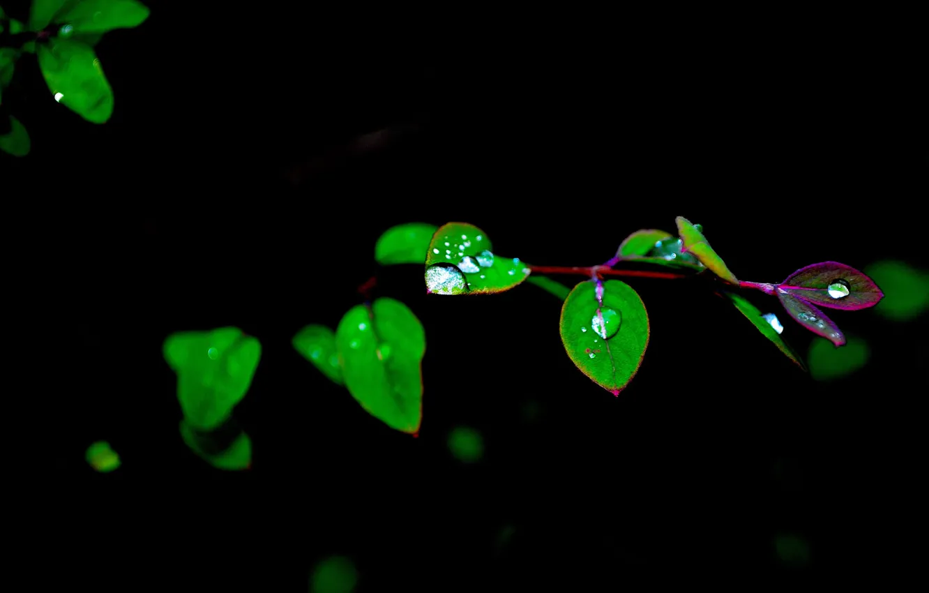 Фото обои листья, вода, капли, природа, ветка