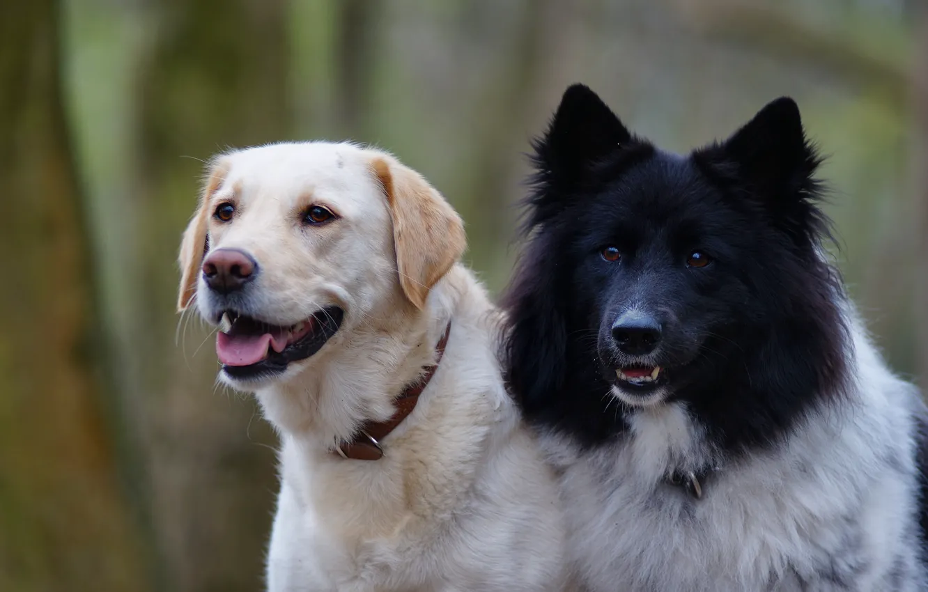 Фото обои собаки, фон, пара