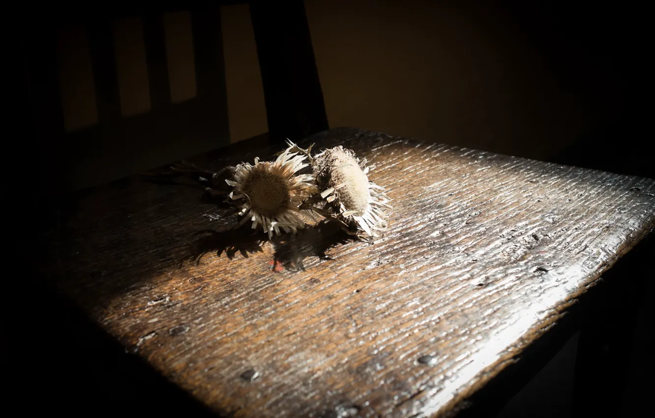 Фото обои цветы, фон, стул