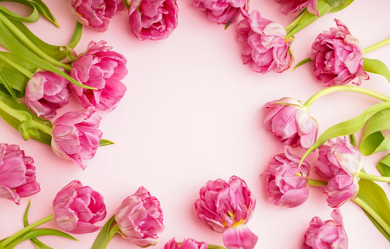 Фото обои цветы, тюльпаны, розовые, pink, flowers, beautiful, tulips, пионы