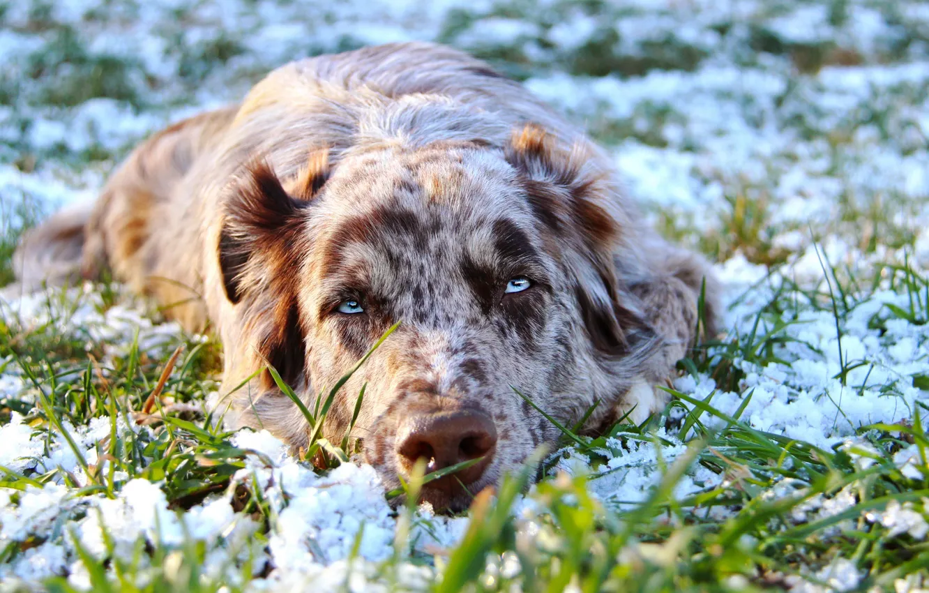 Фото обои зима, трава, глаза, взгляд, морда, снег, поляна, портрет