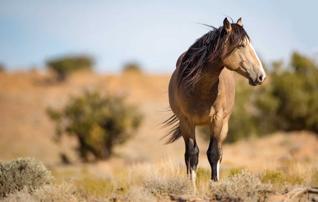 Фото обои конь, ветер, лошадь, грива, профиль, дикий, буланый