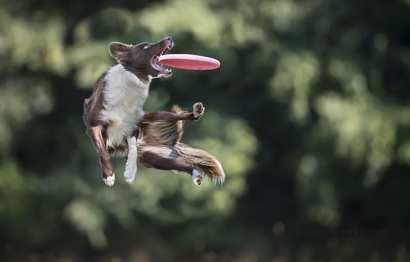 Фото обои прыжок, игра, собака, пес, диск, ловит, Border Collie, апорт