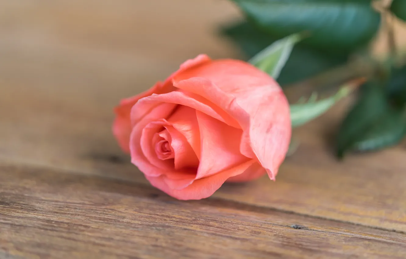 Фото обои цветок, розы, бутон, rose, flower, wood, pink, romantic