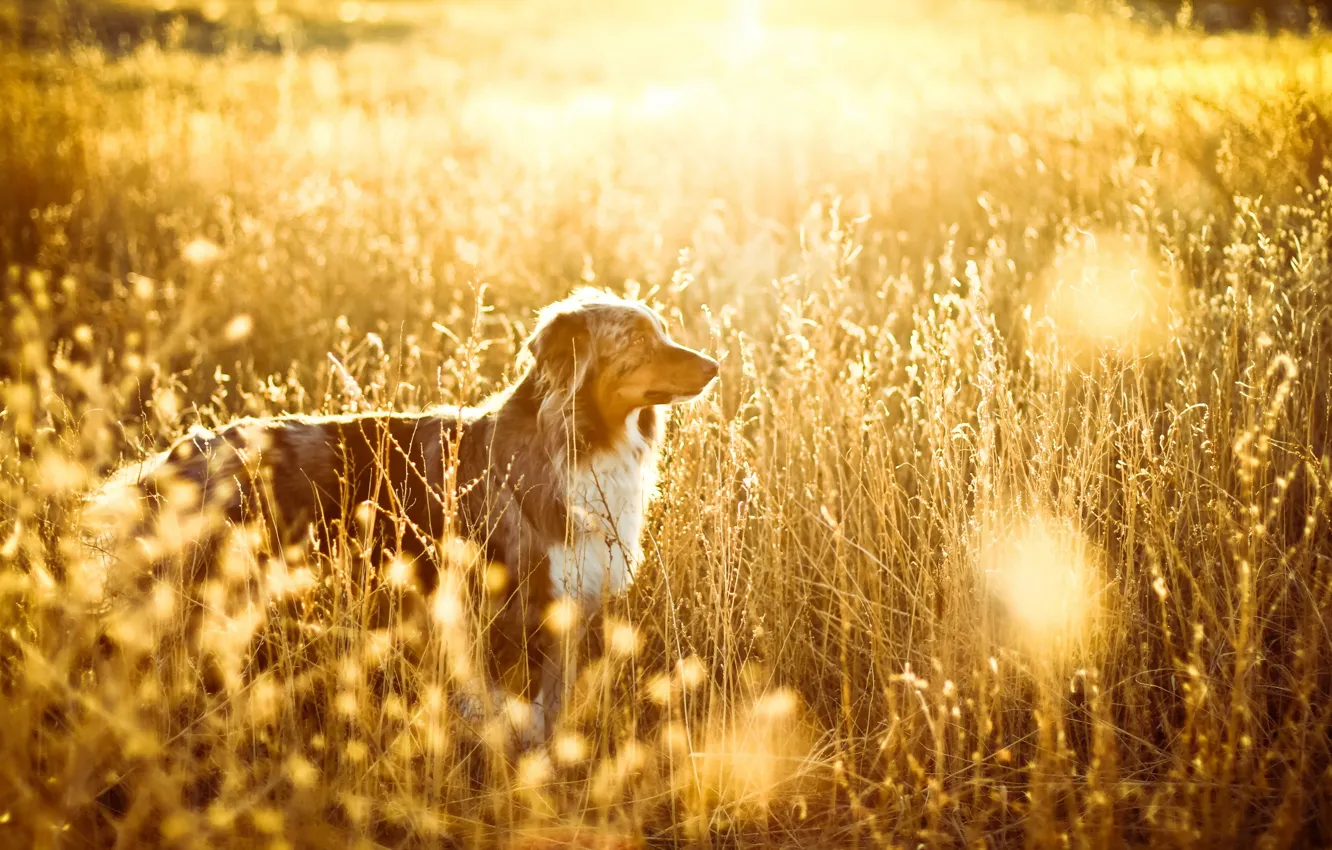 Фото обои поле, свет, собака