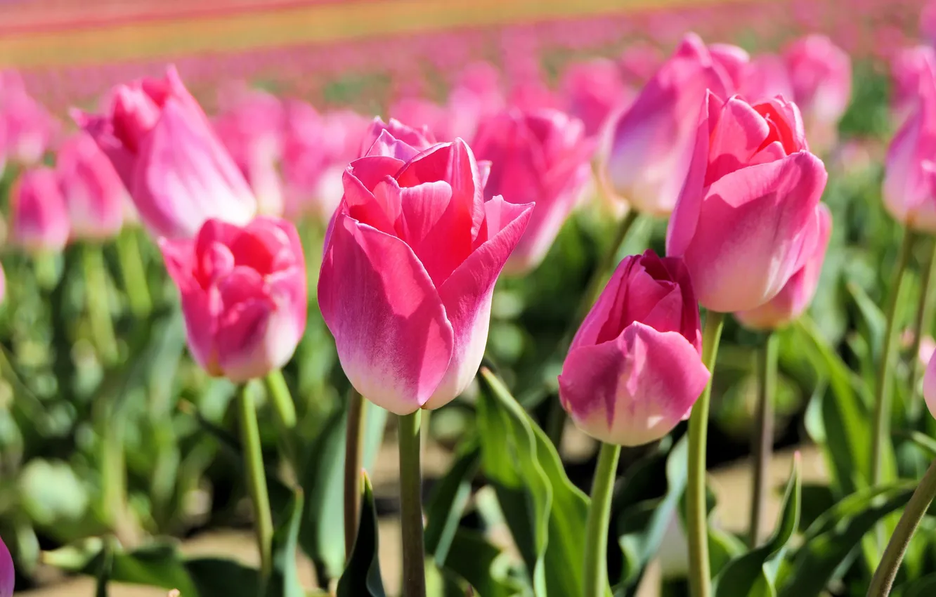 Фото обои поле, свет, цветы, поляна, весна, тюльпаны, розовые, бутоны