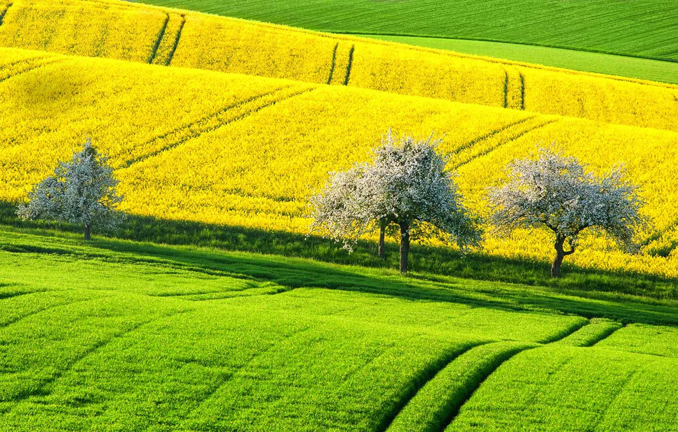 Фото обои поле, деревья, холмы, весна, Германия, рапс