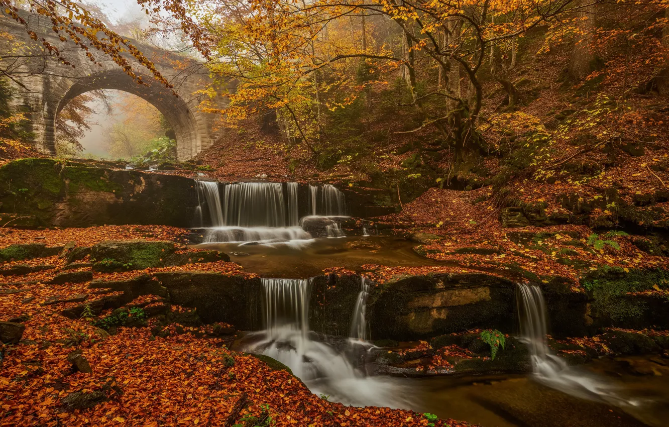 Фото обои waterfall, reddish colors, leaves, forest, autumn