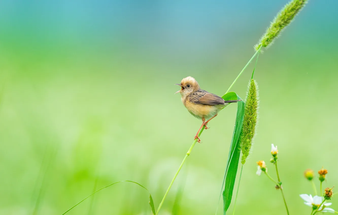 Фото обои фон, птица, ромашка, птичка, травинки, Золотоголовая цистикола