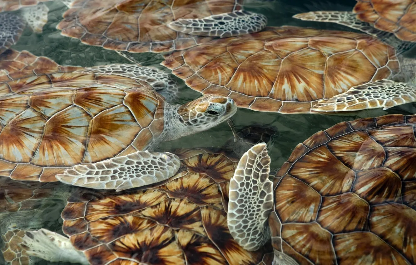 Фото обои море, черепашки, панцирь, черепахи, плавают