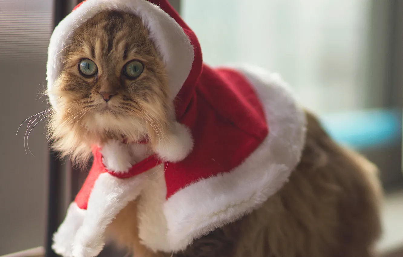 Фото обои глаза, животное, Кошки, костюм, Ben Torode, Christmas Cat