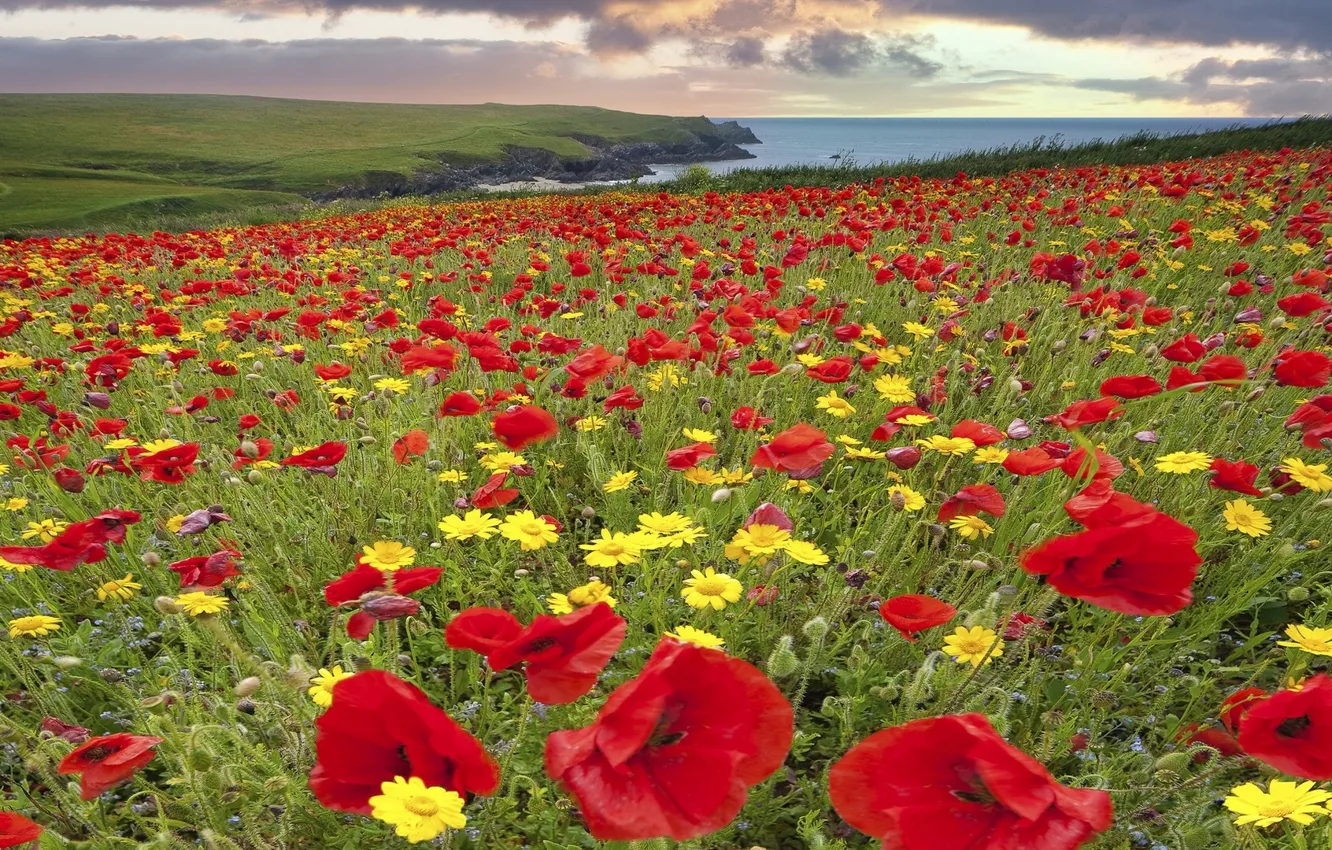 Фото обои цветы, побережье, Англия, маки, ромашки, луг, England, Корнуолл