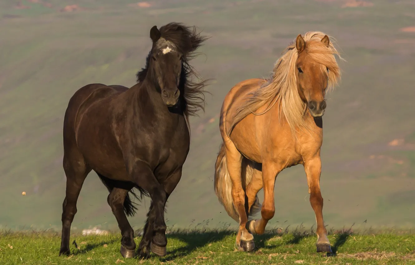 Фото обои движение, ветер, лошади, пара