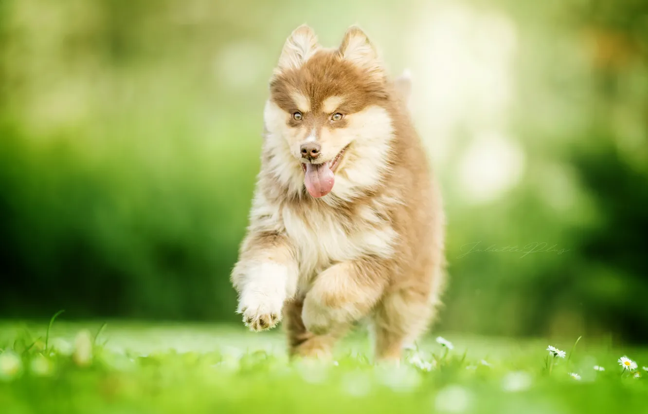 Фото обои радость, настроение, собака, щенок, прогулка, боке, Финский лаппхунд, Финская лопарская лайка