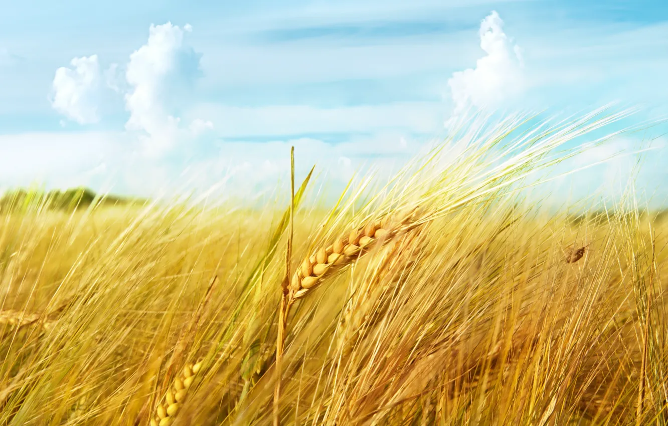 Фото обои пшеница, поле, небо, облака, макро, колос