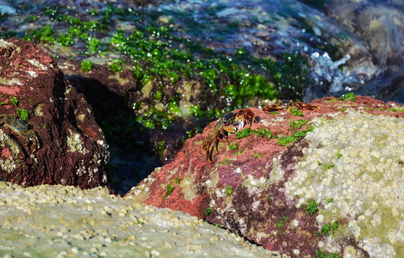 Фото обои Landscapes, Sea, Iran, Animal, Qeshm, Crab