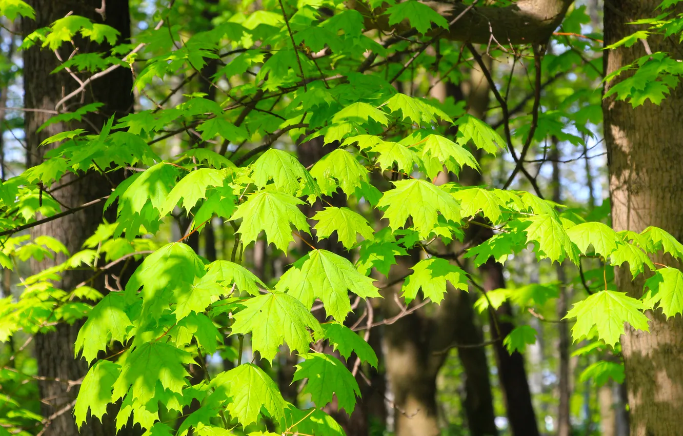 Фото обои tree, leafs, spring, twig