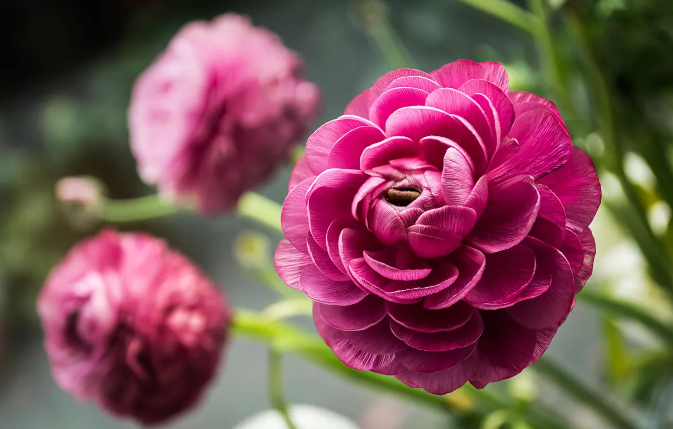 Фото обои макро, цветы, природа, лютики