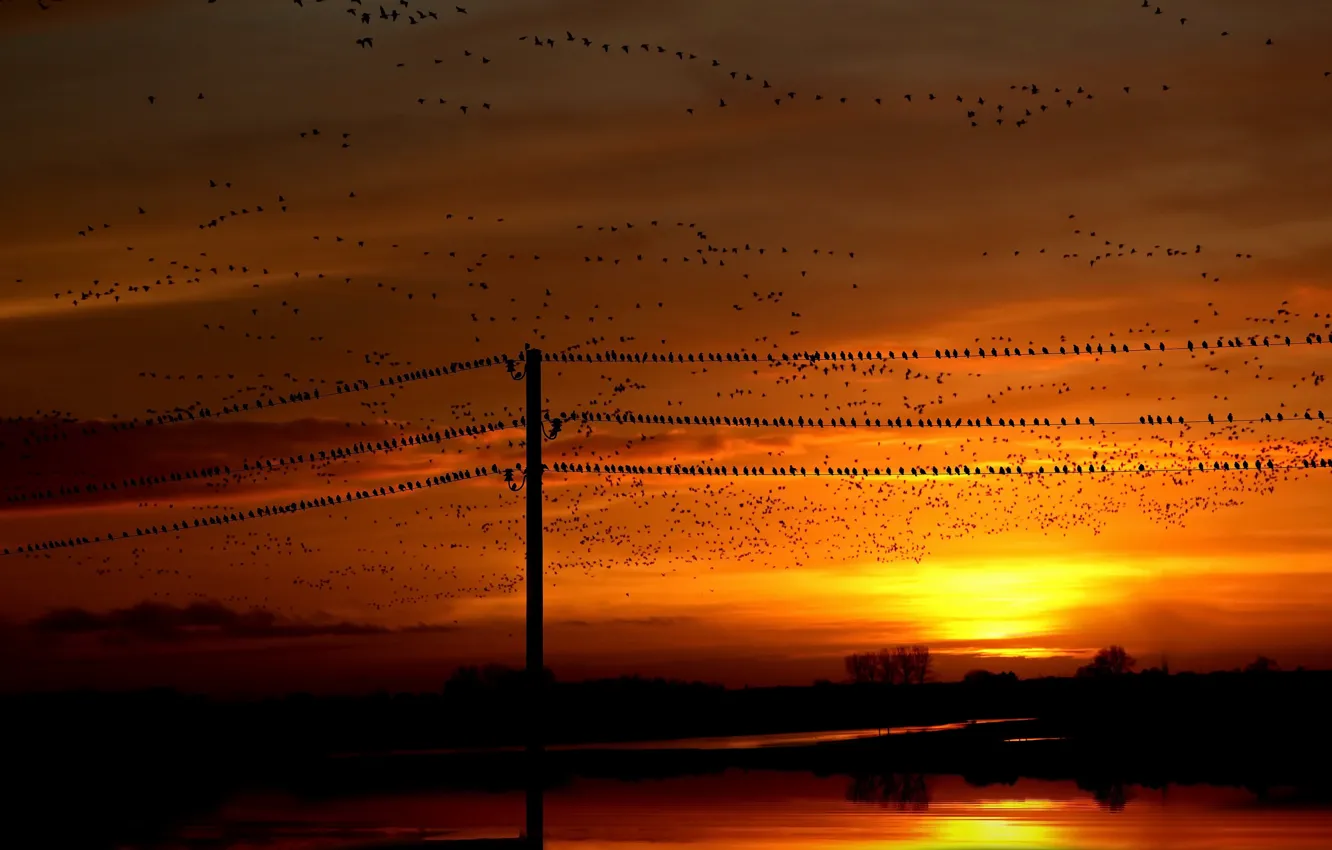 Фото обои закат, птицы, ночь, природа, лэп