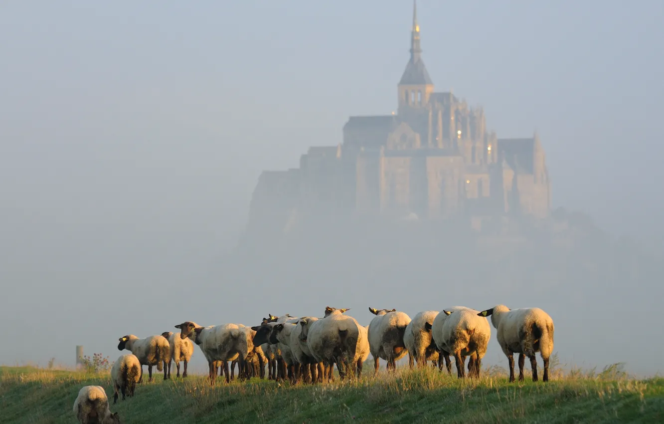 Фото обои туман, остров, овцы, утро, стадо, Мон-Сен-Мишель