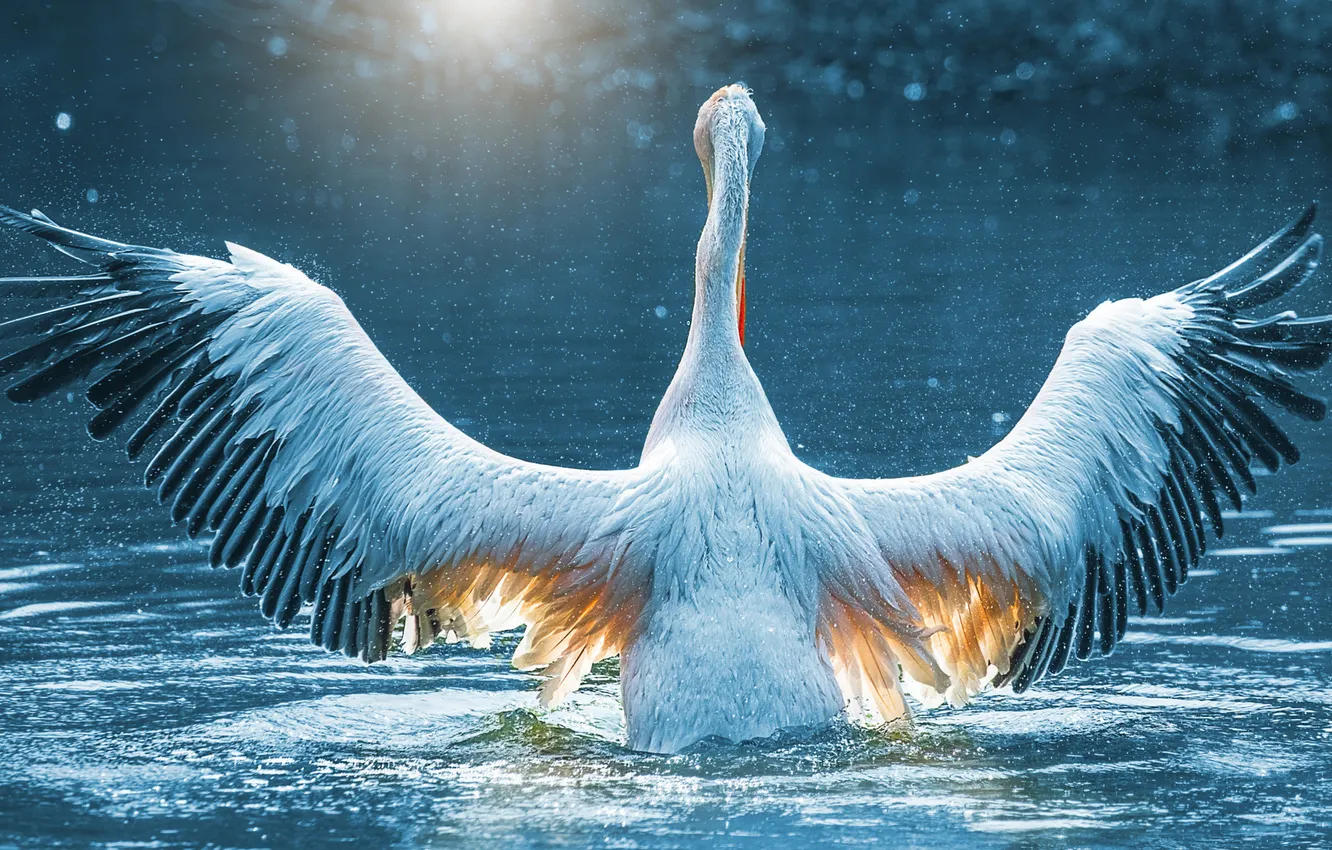 Фото обои вода, свет, поза, птица, спина, крылья, утро, водоем