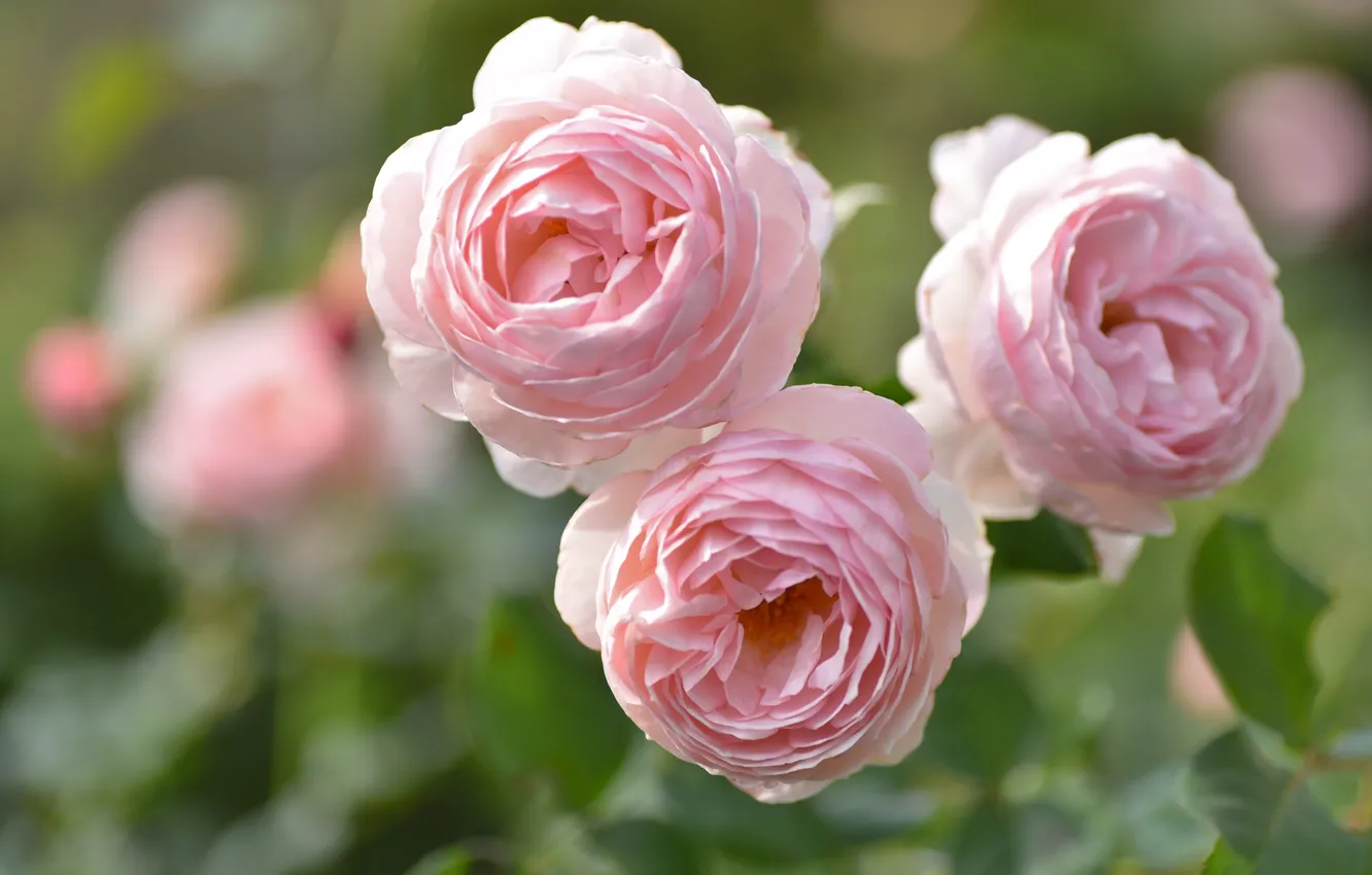 Розе трио. Обои на рабочий стол английские розы. Картинки розы бутоны трио. Розовые розы фото узкие.