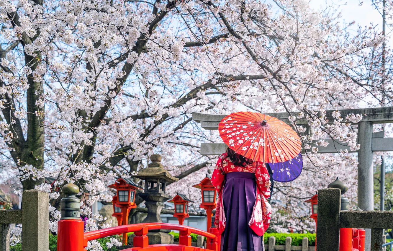 Фото обои вишня, японка, весна, зонт, Япония, сакура, Japan, кимоно
