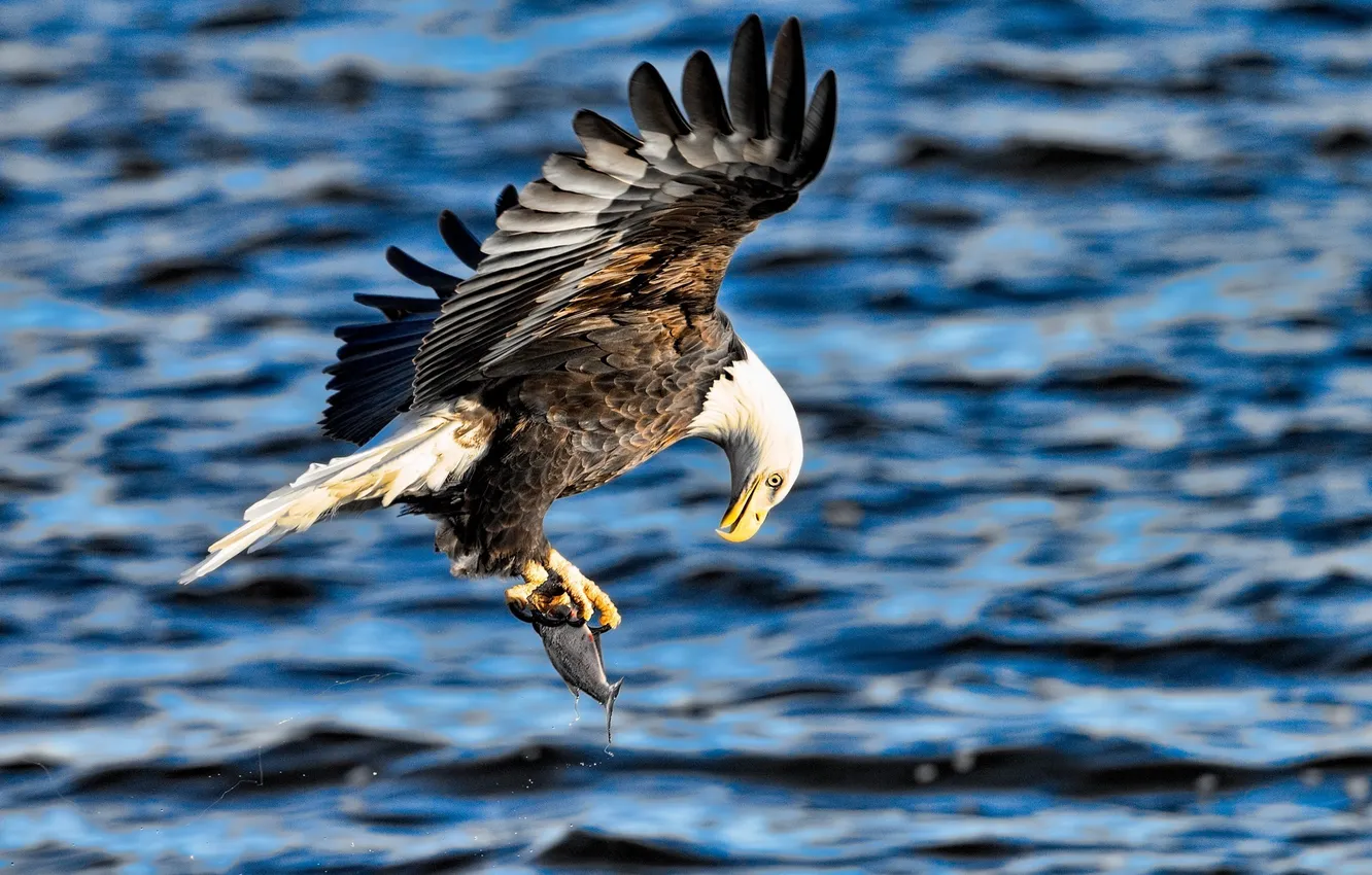 Фото обои полет, крылья, рыба, хищник, добыча, белоголовый орлан