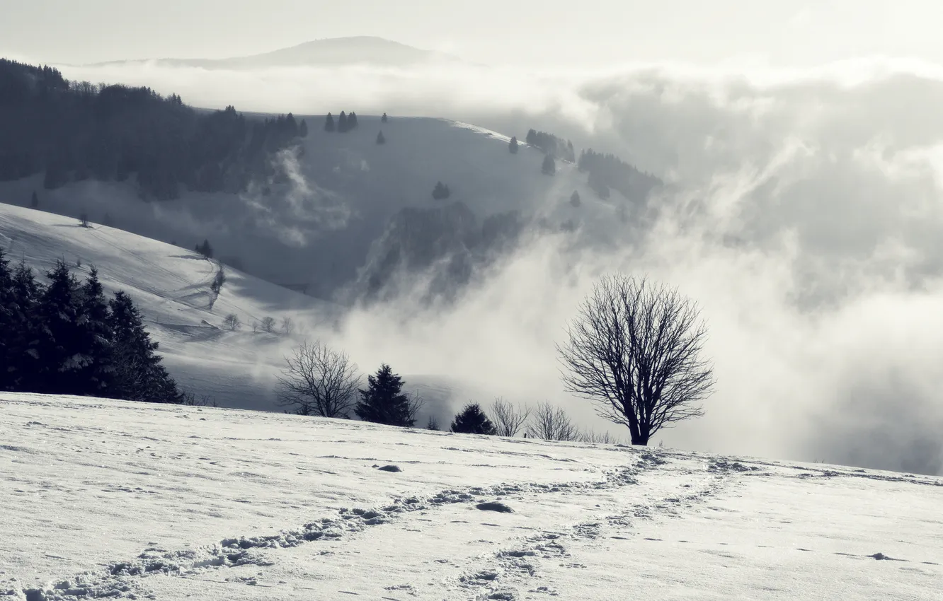Фото обои зима, снег, горы, дерево, дымка