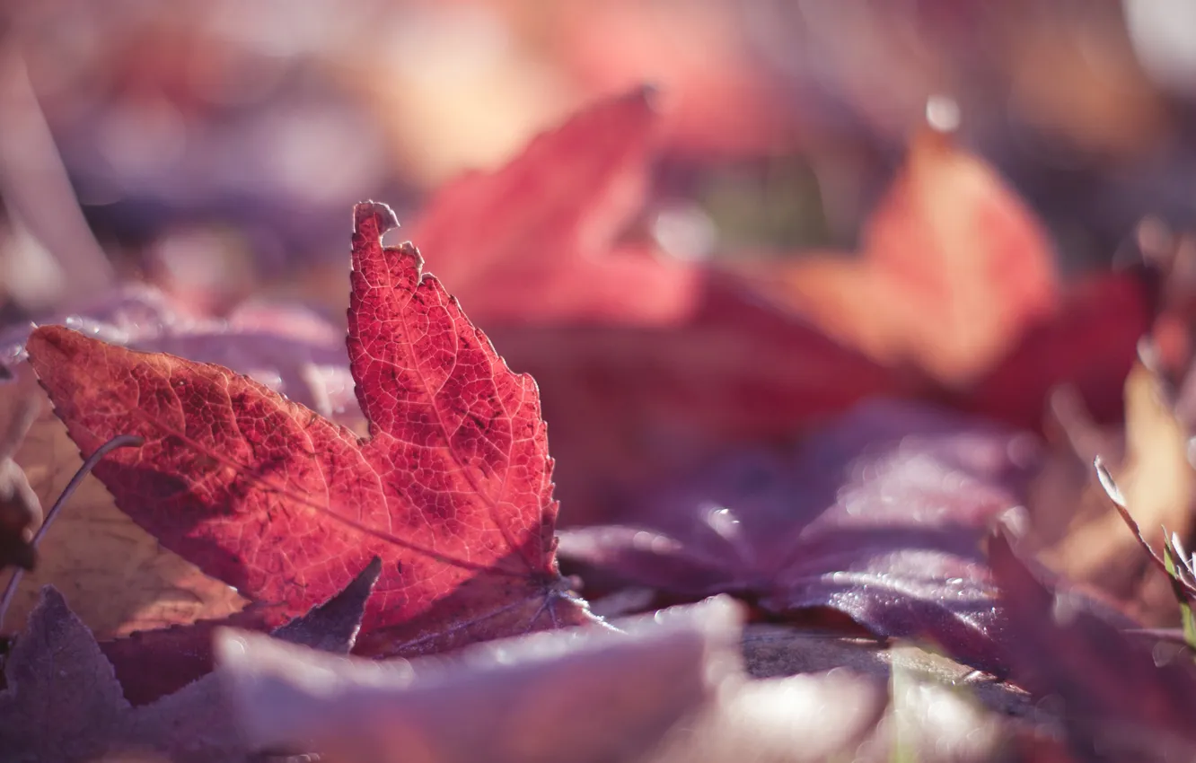 Фото обои осень, макро, краски, листва, красные