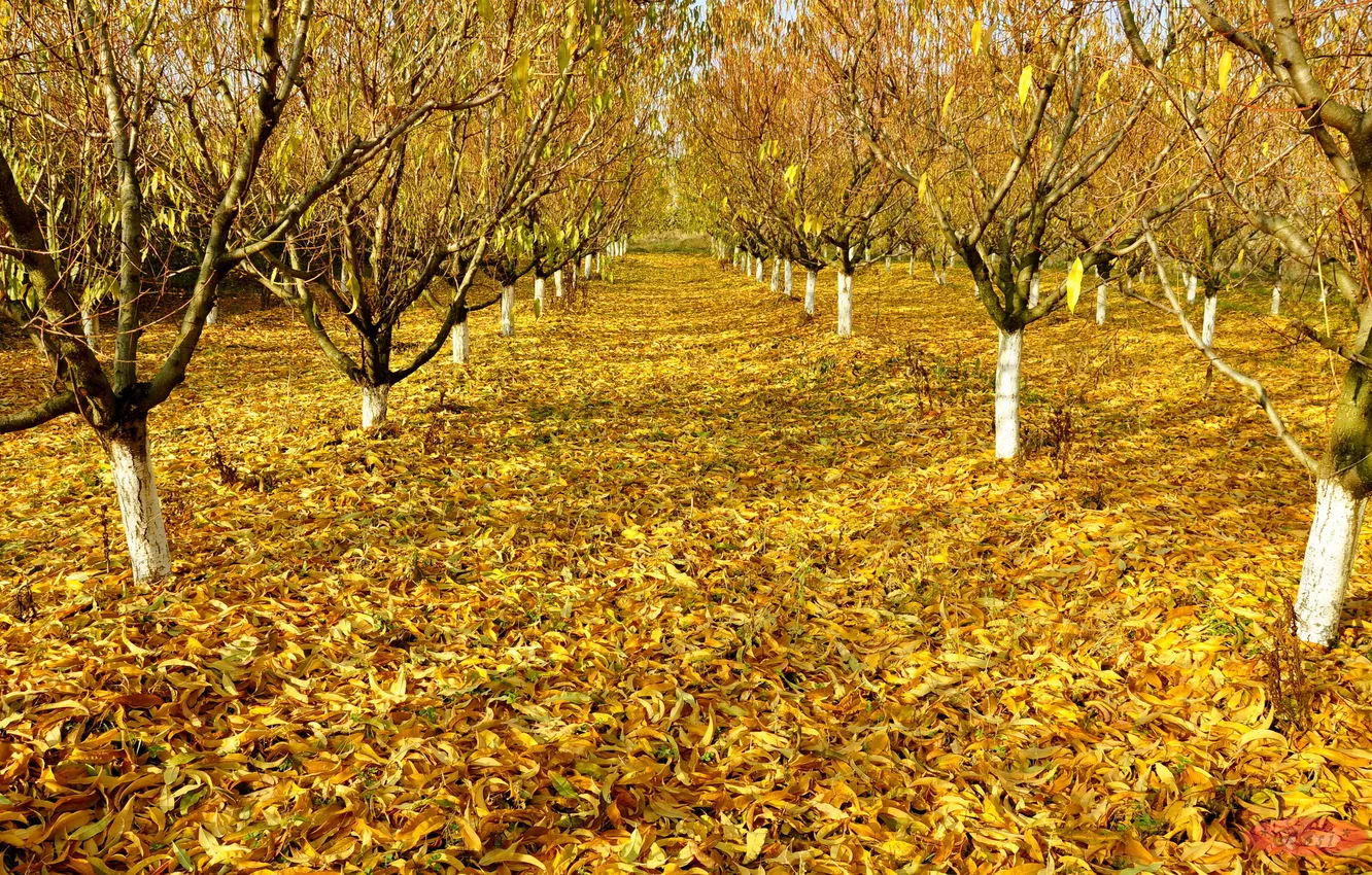 Фото обои осень, листья, деревья, сад