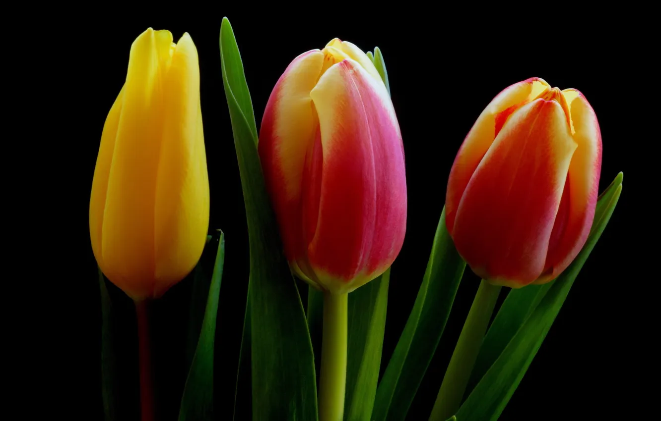 Фото обои природа, фон, тюльпаны