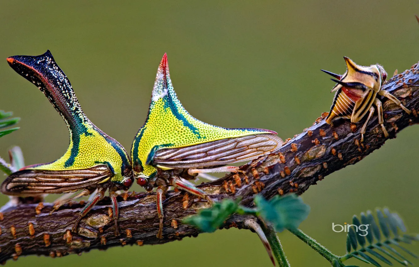 Фото обои крылья, борьба, ветка, насекомое, экзотика, горб