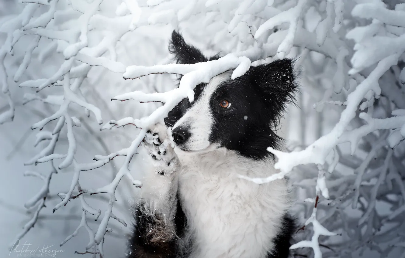 Фото обои зима, снег, ветки, собака, Бордер-колли, Екатерина Кикоть