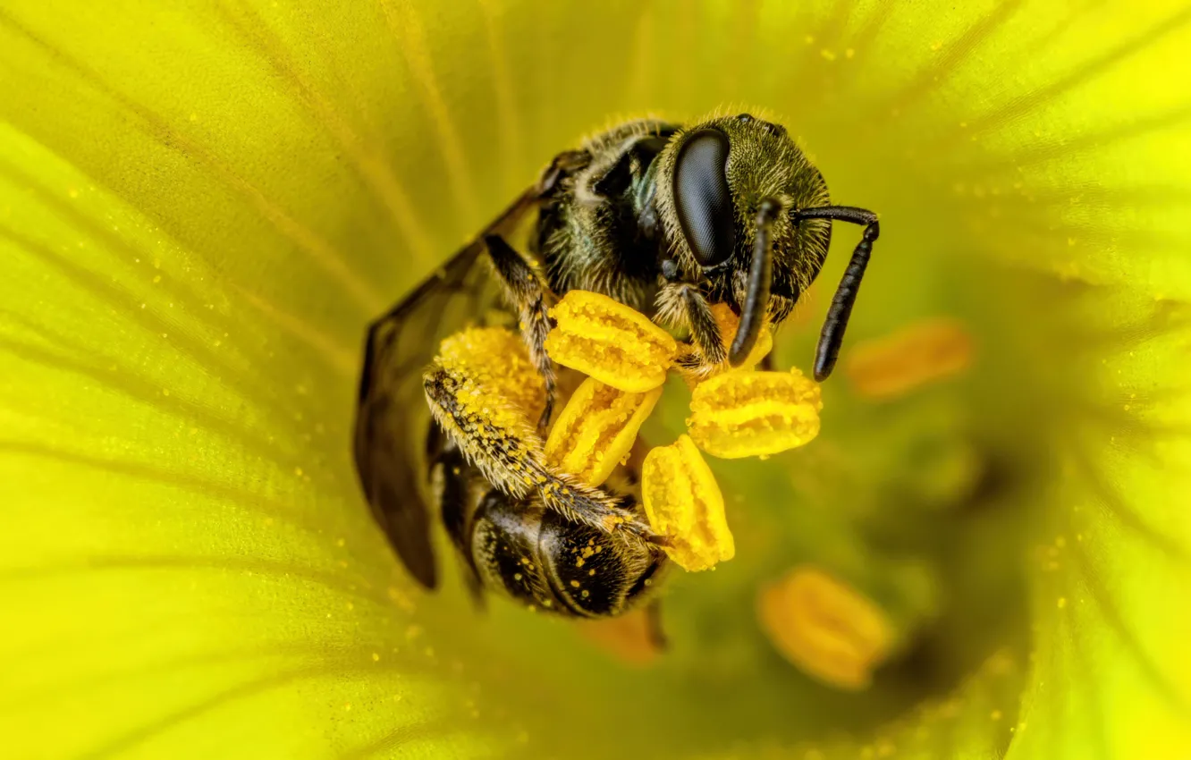 Фото обои цветок, макро, желтый, поза, пчела, пыльца, тычинки