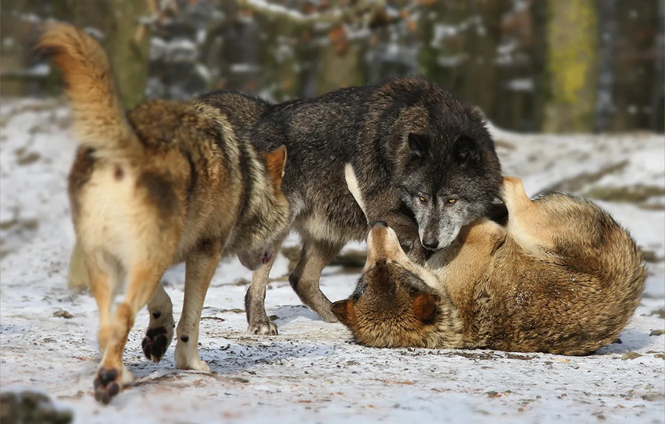 Фото обои nature, face, animal, wolf, wildlife, head, fur, mammal