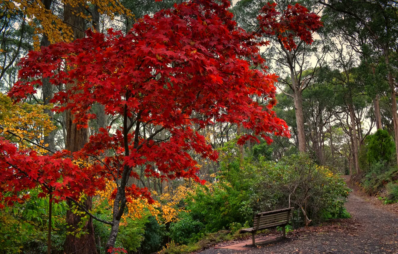 Фото обои деревья, парк, Осень, красота.