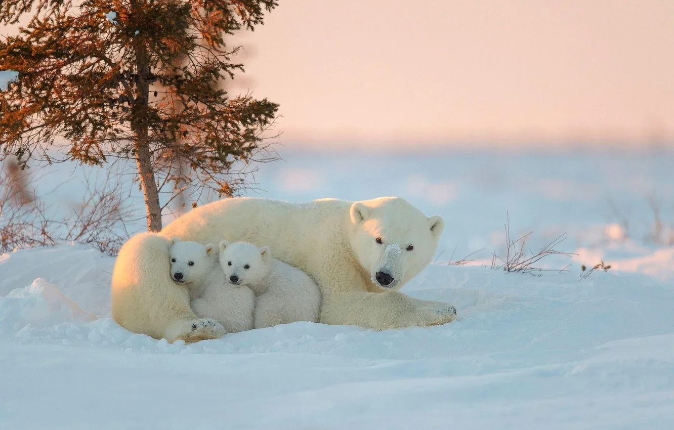 Фото обои animals, snow, predator, polar bear