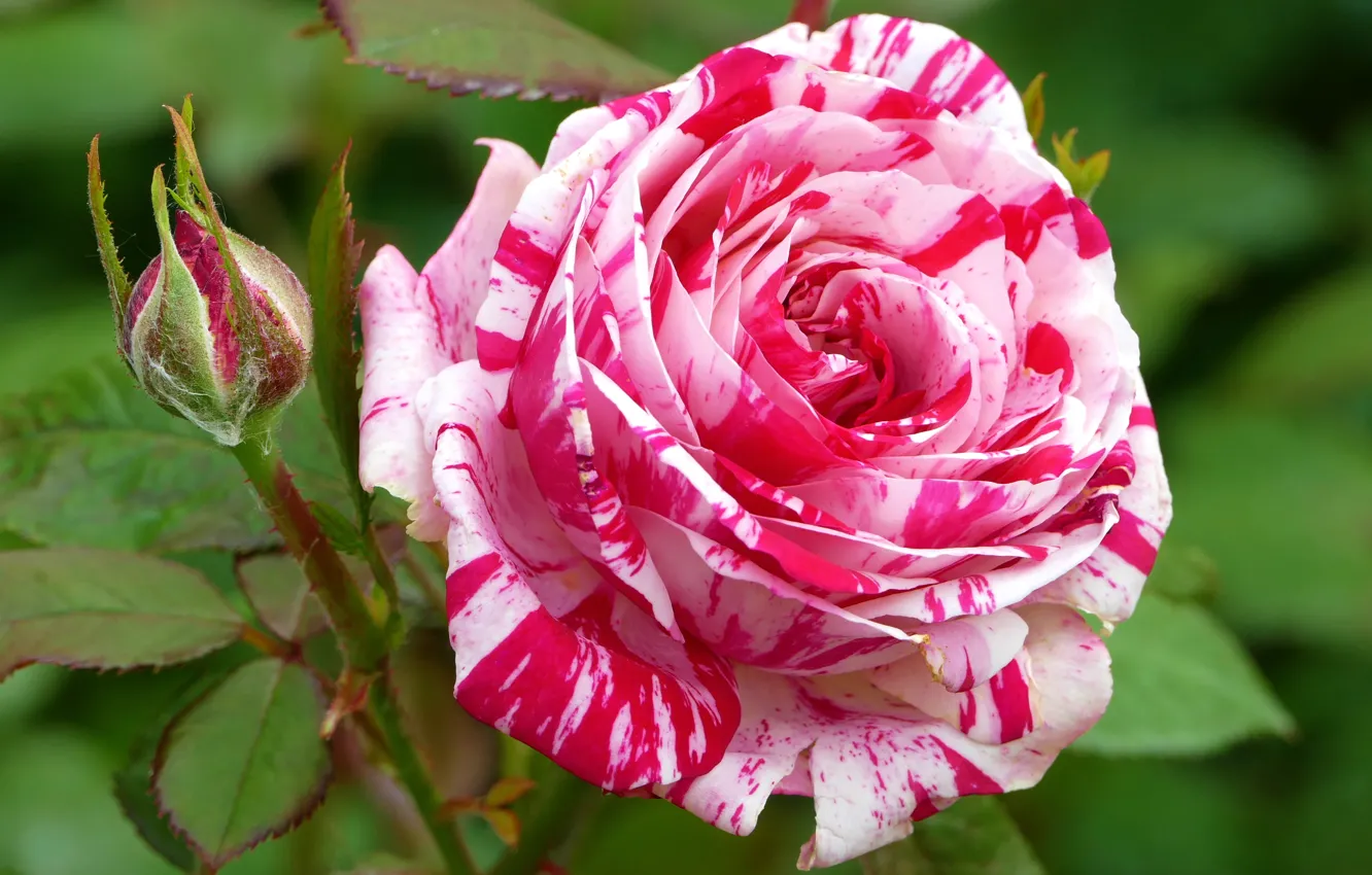 Фото обои роза, бутон, pink, Roses
