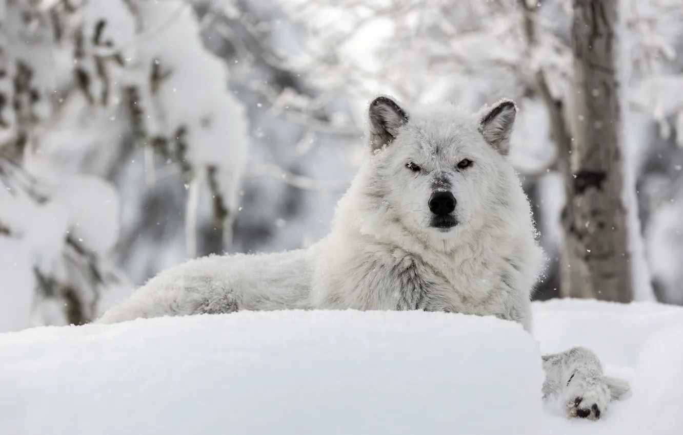 Фото обои зима, морда, снег, волк, полярный