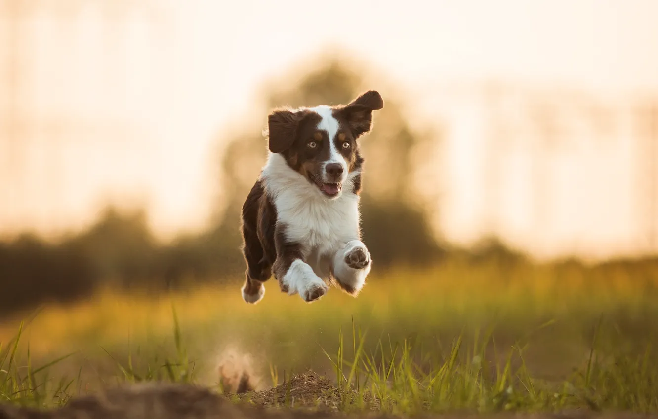 Фото обои настроение, собака, бег, полёт, Австралийская овчарка, Аусси