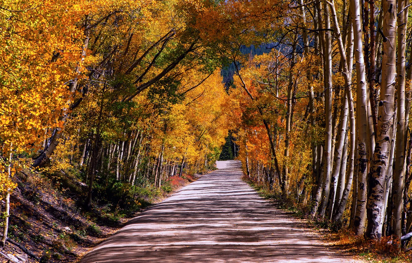 Фото обои дорога, осень, деревья