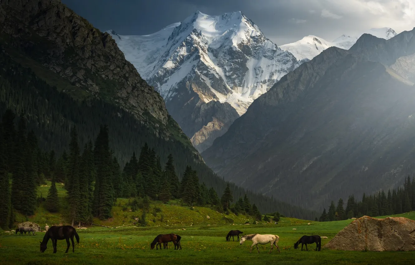 Фото обои лес, горы, лошади, луга