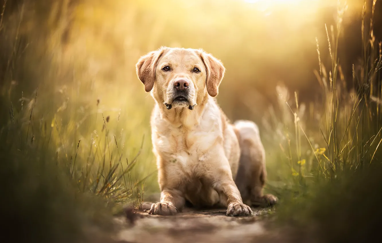 Фото обои трава, взгляд, морда, собака, Лабрадор-ретривер