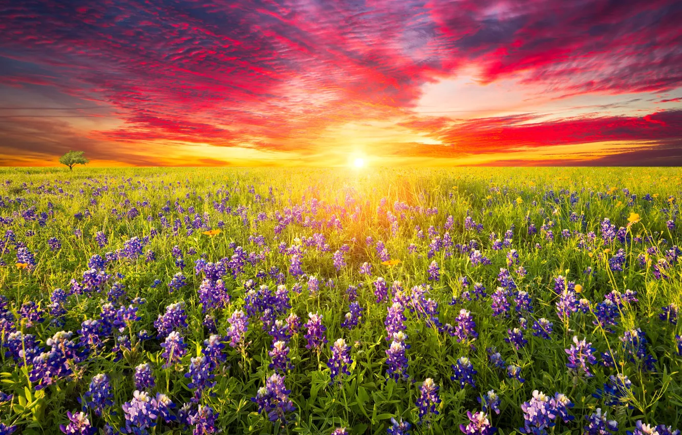Фото обои поле, лето, небо, яркие краски, солнце, облака, закат, цветы