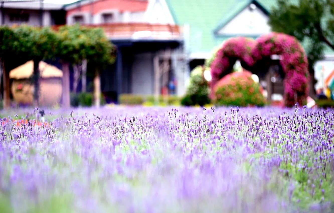 Фото обои поле, фиолетовый, макро, цветы, фон, widescreen, обои, размытие
