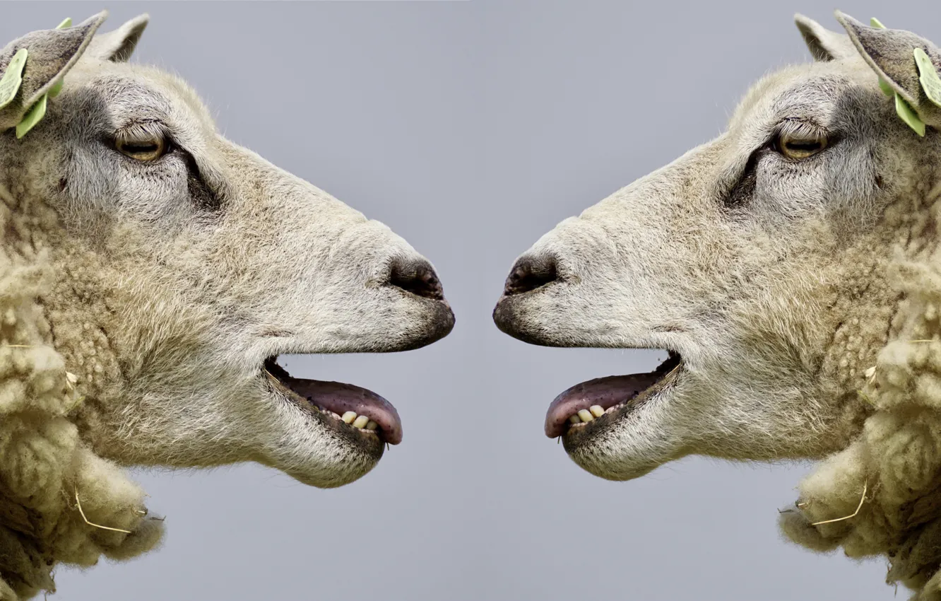 Фото обои голова, Связь, стадо, sheep, head, Овца, Communication, flock