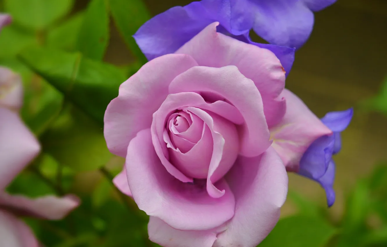 Фото обои Роза, Flower, Rose