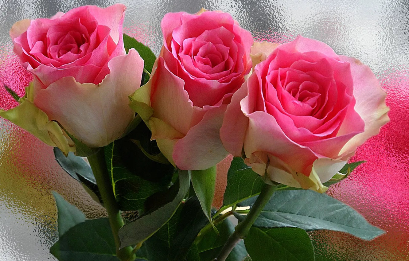 Фото обои капли, цветы, роса, нежность, роза, розы, красота, лепестки